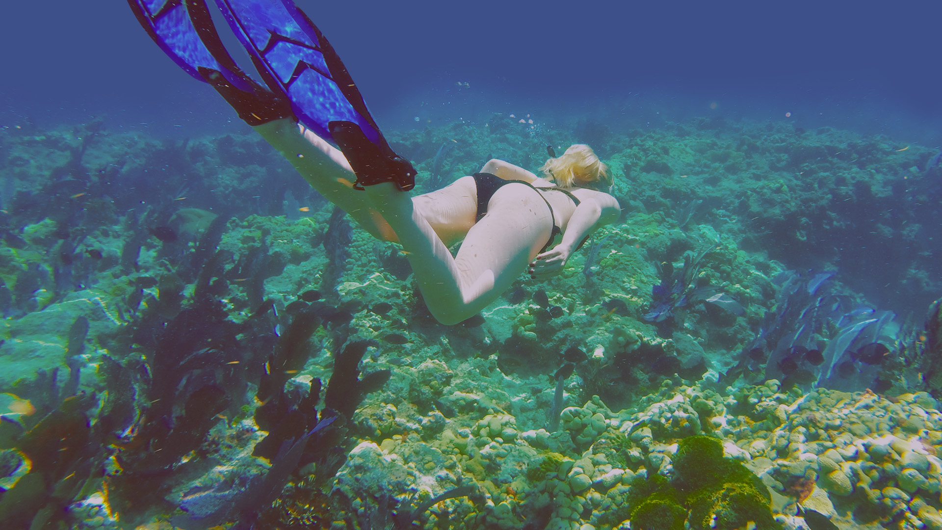 Key West Snorkeling Cheap Snorkeling Key West